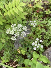 Tilingia ajanensis, photograph Илья Руденко, CC BY, iNaturalist via GBIF