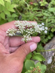 Tilingia ajanensis, photograph Илья Руденко, CC BY, iNaturalist via GBIF