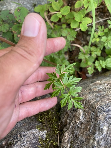 Tilingia ajanensis, photograph 2