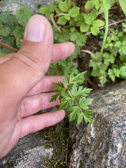 Tilingia ajanensis, photograph Илья Руденко, CC BY, iNaturalist via GBIF
