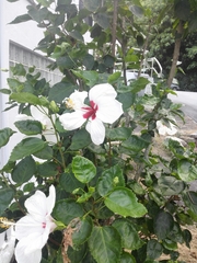 Hibiscus