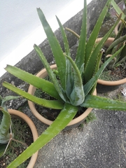 Aloe vera