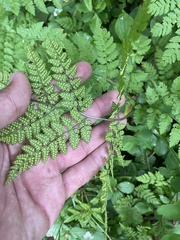 (c) Илья Руденко, some rights reserved (CC BY) Dryopteris amurensis, photograph (c) Илья Руденко, some rights reserved (CC BY)