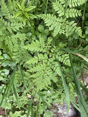 (c) Илья Руденко, some rights reserved (CC BY) Dryopteris amurensis, photograph (c) Илья Руденко, some rights reserved (CC BY)