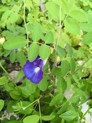 Clitoria ternatea