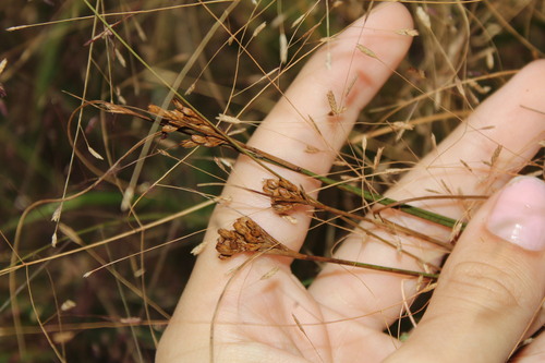 Image of Juncus greenei by (c) Alex Karasoulos, some rights reserved (CC BY)