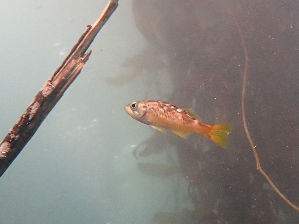 olive rockfish