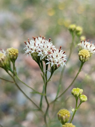 Hymenothrix wrightii A.Gray