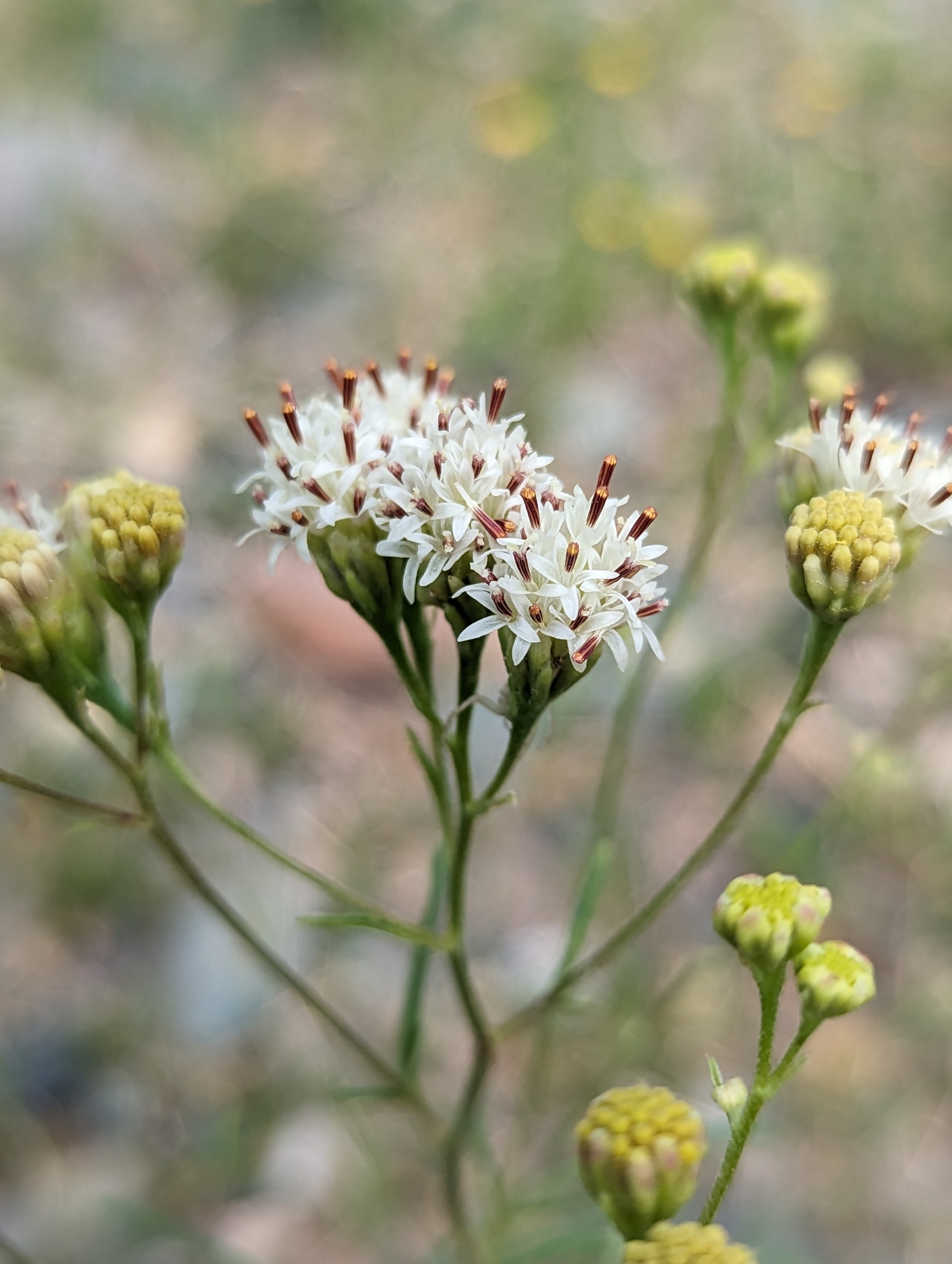 Hymenothrix wrightii