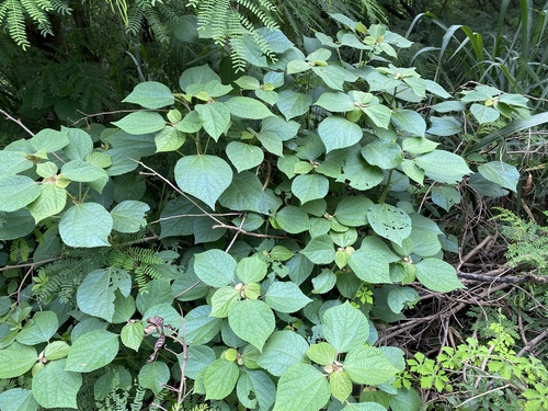 Boehmeria nivea observed 2023-07-06