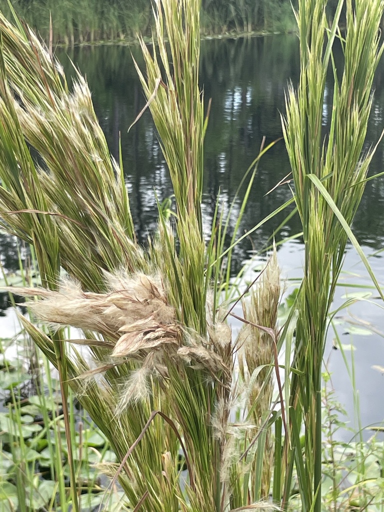 Maritime bluestem from farnsworth ave grant valkaria fl us on
