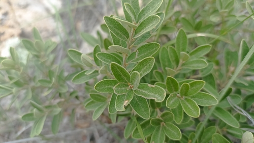 Quercus striatula (Quercus striatula)