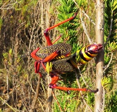 Phymateus morbillosus morbillosus