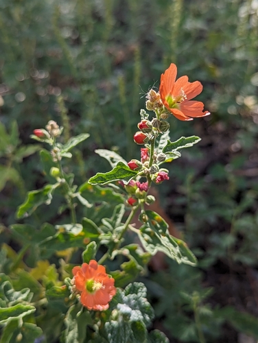 Image of Sphaeralcea fendleri by (c) Rachel Stringham, some rights reserved (CC BY)