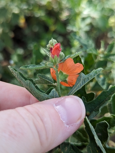 Image of Sphaeralcea fendleri by (c) Rachel Stringham, some rights reserved (CC BY)