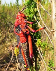 Phymateus morbillosus morbillosus