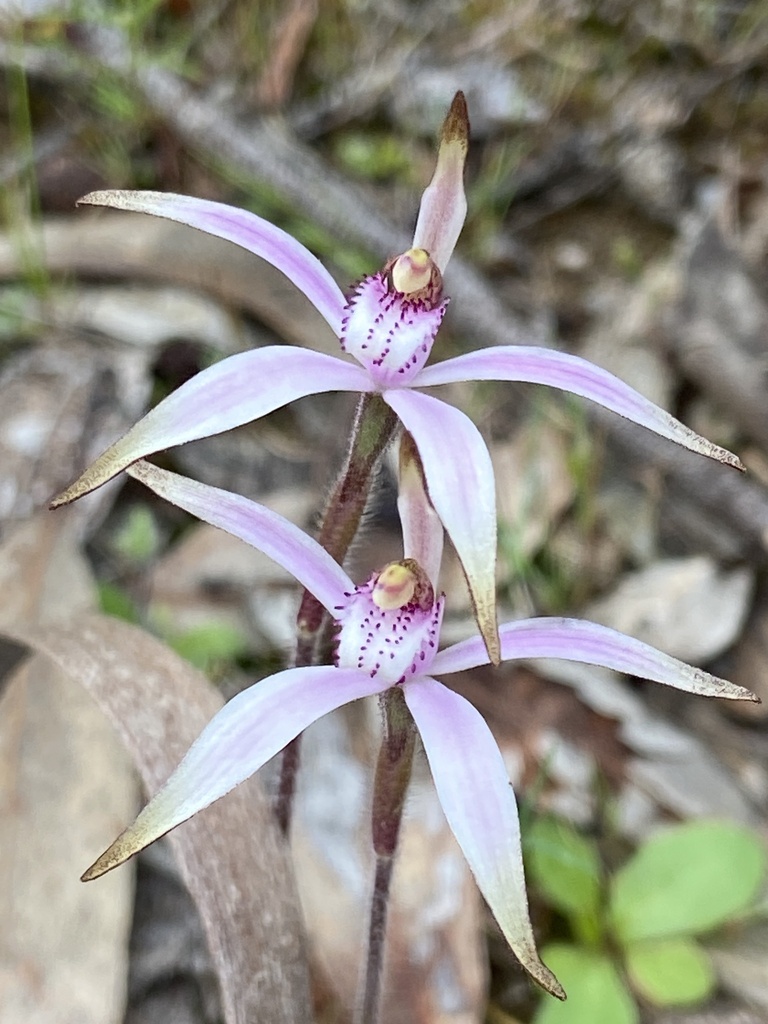 Caladenia hirta