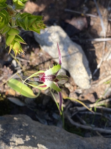 Image of Caladenia campestris by (c) John Van Den Nouwelant, some rights reserved (CC BY)