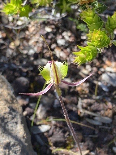 Image of Caladenia campestris by (c) John Van Den Nouwelant, some rights reserved (CC BY)