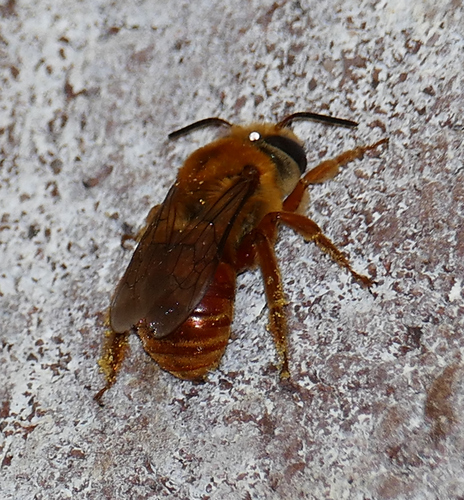 Red-tailed Squash Bee photographed in Arizona