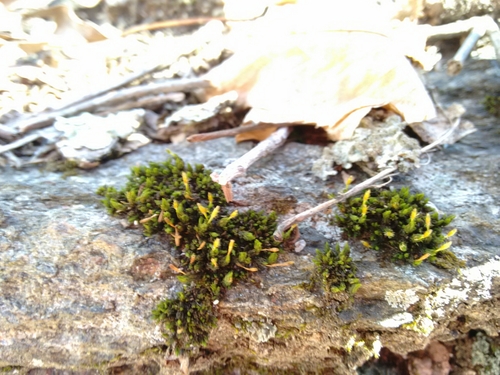 Image of Ulota hutchinsiae by (c) Rafael Medina, some rights reserved (CC BY)