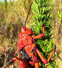 Phymateus morbillosus morbillosus