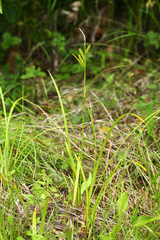 Carex dispalata