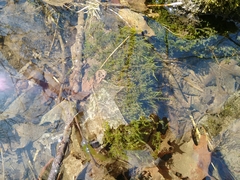 Fontinalis novae-angliae