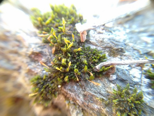 Image of Ulota hutchinsiae by (c) Rafael Medina, some rights reserved (CC BY)