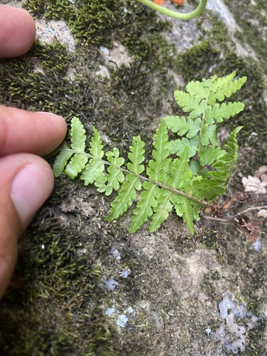 Dryopteris sichotensis, photograph 1