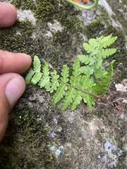Dryopteris sichotensis, photograph (c) Илья Руденко, some rights reserved (CC BY)