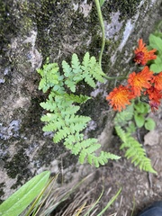 Dryopteris sichotensis