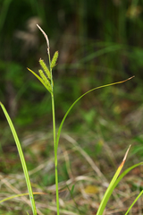 Carex dispalata