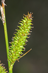 Carex dispalata