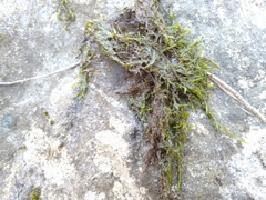 Fontinalis novae-angliae