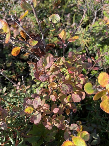 bog bilberry
