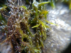 Fontinalis novae-angliae