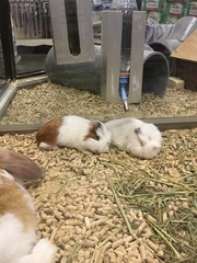 Cavia