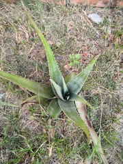 Aloe