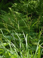 Carex dispalata