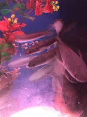 Channa marulioides