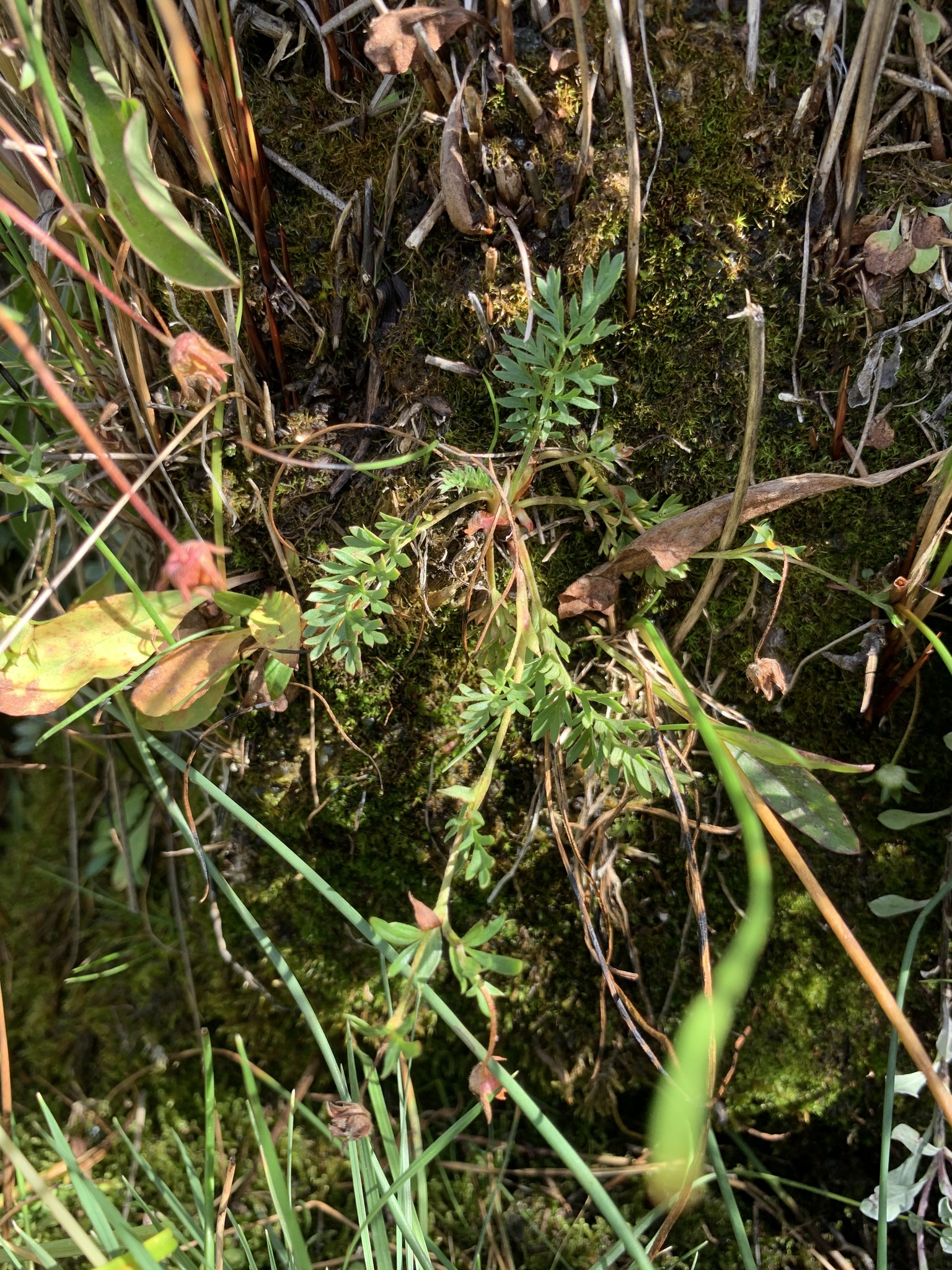 Potentilla plattensis