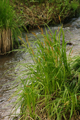 Carex dispalata