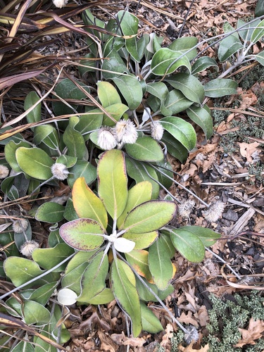 Image of Pachystegia rufa by no rights reserved