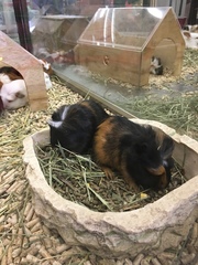 Cavia