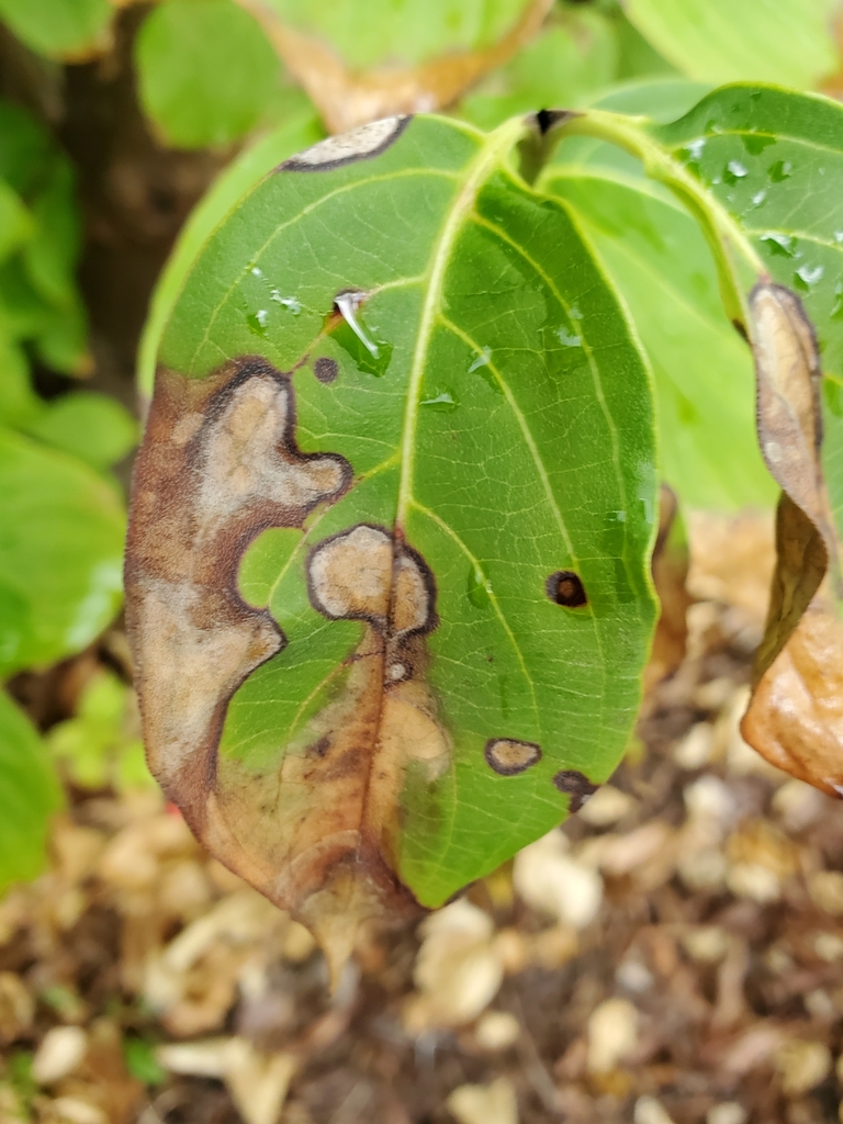 dogwood anthracnose fungus