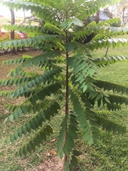Ailanthus