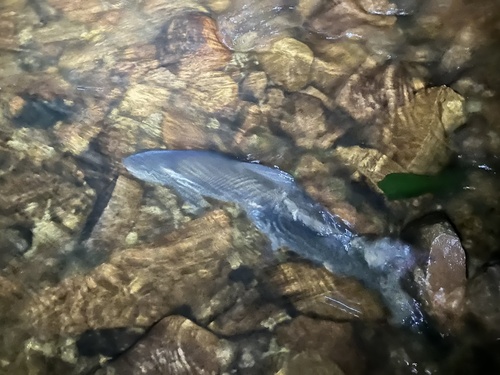 Clanwilliam sandfish (Labeo seeberi) — Cyprinidae — 2