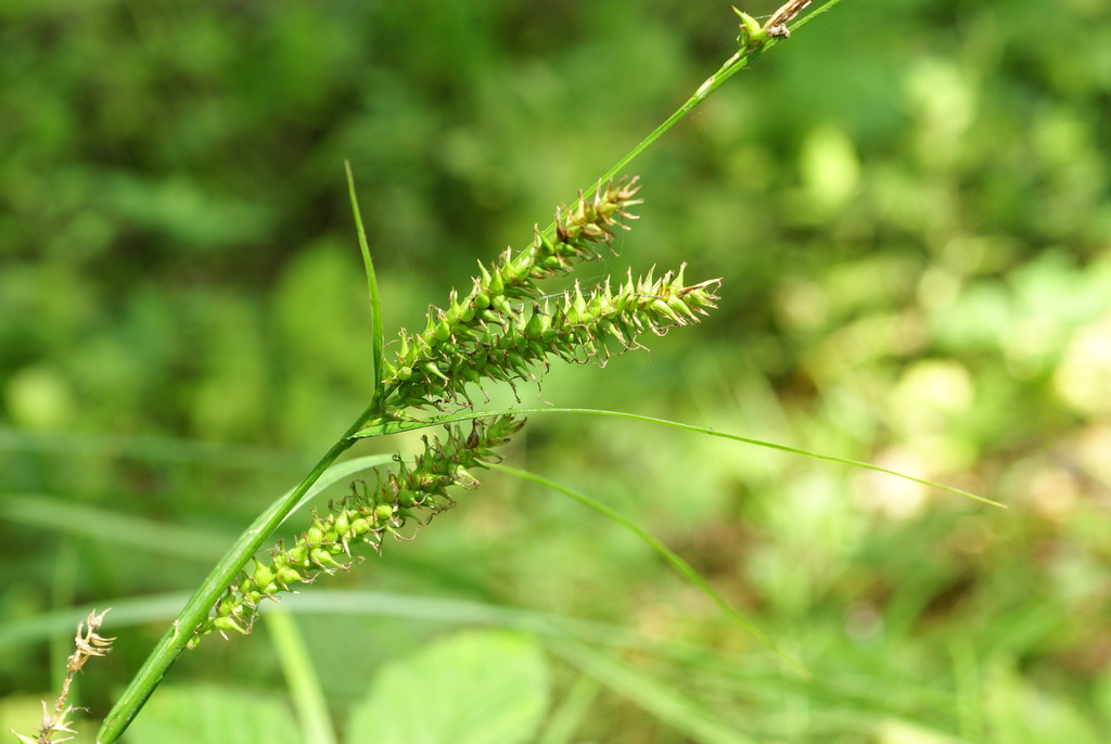 Carex drymophila