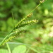 Carex drymophila - Photo (c) V.S. Volkotrub, μερικά δικαιώματα διατηρούνται (CC BY-NC), uploaded by V.S. Volkotrub